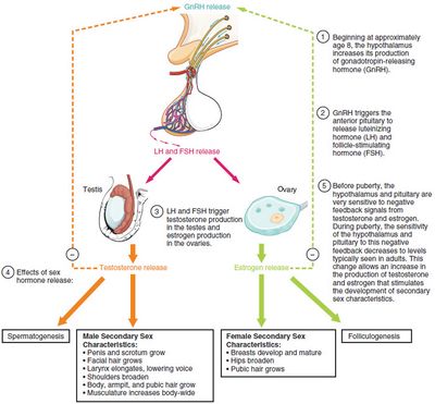 Human Chorionic